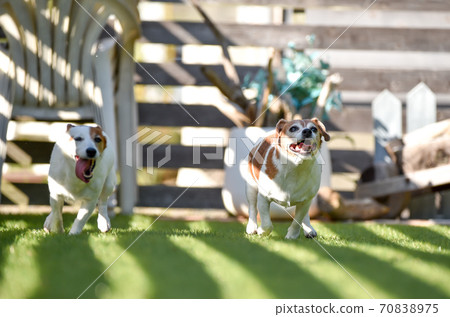 Jack Russell Terrier playing in a dog run 70838975