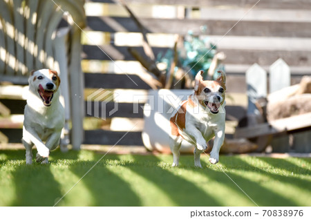 Jack Russell Terrier playing in a dog run Jack Russell Terrier playing in a dog run 70838976