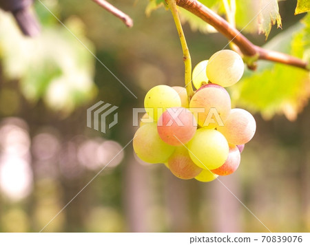 Grape Grape 70839076