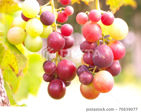 Grape Grape 70839077