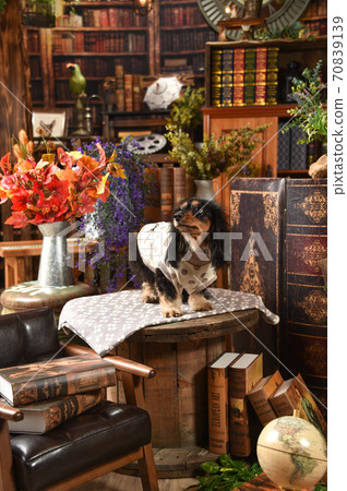 Miniature dachshund recommended on a vintage background 70839139