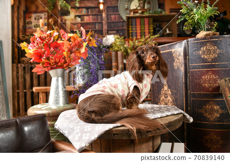 Miniature dachshund recommended on a vintage background Miniature dachshund recommended on a vintage background 70839140