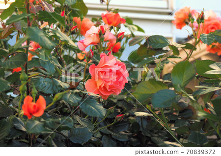 Roses in the garden Rose landscape 70839372