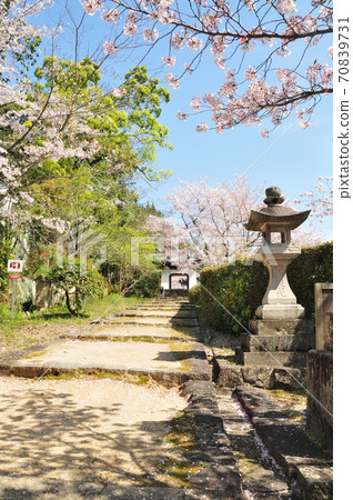 Juzen Ritsuin Sanmon(Ryugumon)的櫻花 Juzen Ritsuin Sanmon(Ryugumon)的櫻花 70839731