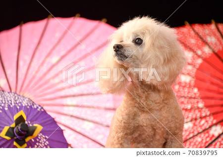 新年套裝推薦的玩具貴賓犬 新年套裝推薦的玩具貴賓犬 70839795