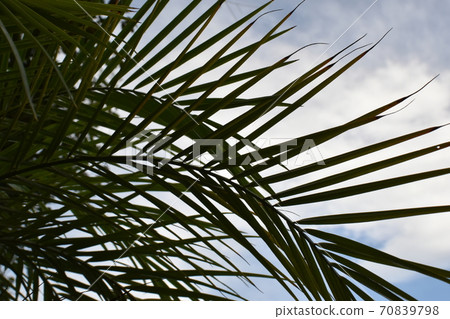 Phoenix leaves and sky Phoenix leaves and sky 70839798