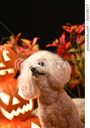 Toy Poodle recommended on Halloween background Toy Poodle recommended on Halloween background 70839877