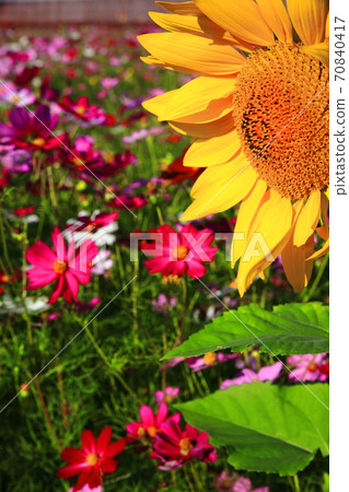 Sunflowers with yellow flowers blooming in the red and pink autumn cherry blossom fields Sunflowers with yellow flowers blooming in the red and pink autumn cherry blossom fields 70840417