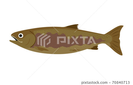 Illustration of salmon. A female salmon with a plump belly. Illustration of salmon. A female salmon with a plump belly. 70840713