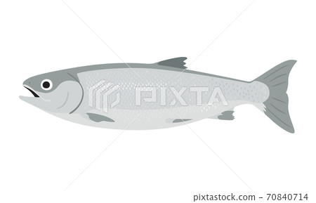銀色三文魚的例證。雌性鮭魚,胃蓬鬆。 銀色三文魚的例證。雌性鮭魚,胃蓬鬆。 70840714