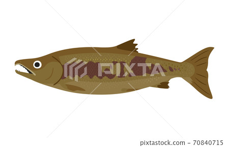Illustration of salmon. A male salmon with a characteristic jaw. Illustration of salmon. A male salmon with a characteristic jaw. 70840715