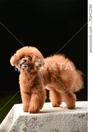 Simple portrait of Toy Poodle on black background Simple portrait of Toy Poodle on black background 70841290