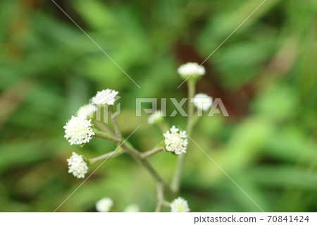 Nobuki (wild butterbur) flowers that bloom in autumn Nobuki (wild butterbur) flowers that bloom in autumn 70841424
