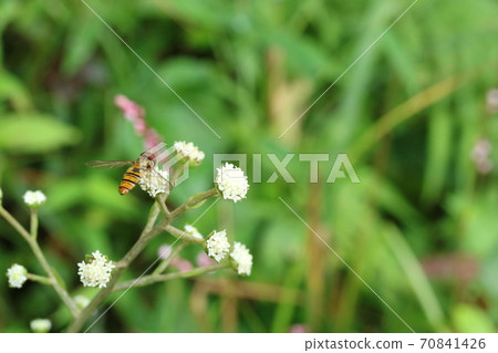 Nobuki (wild butterbur) flowers and Himehirataab 70841426