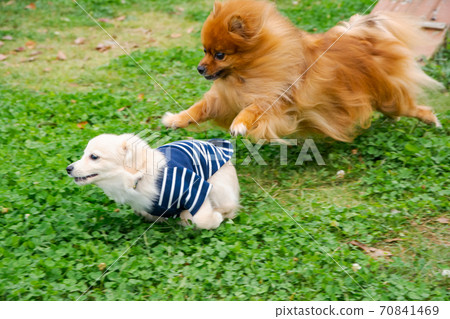 Pomex Pomeranian, a puppy that enjoys playing in a dog park Pomex Pomeranian, a puppy that enjoys playing in a dog park 70841469