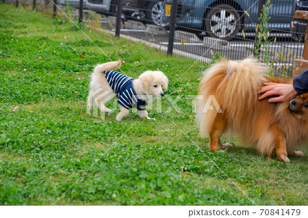 Pomex Pomeranian, a puppy that enjoys playing in a dog park Pomex Pomeranian, a puppy that enjoys playing in a dog park 70841479