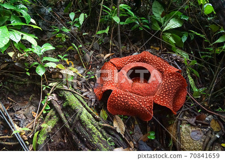 Miraculous flower Rafflesia 70841659