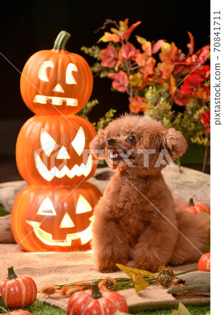 Toy Poodle recommended on Halloween background 70841711