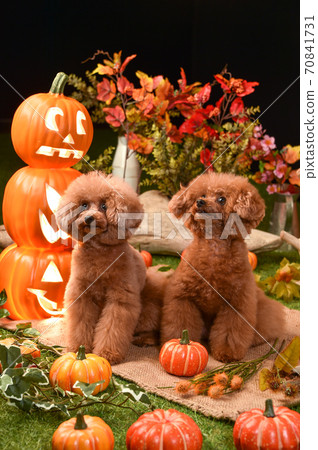 Toy Poodle recommended on Halloween background Toy Poodle recommended on Halloween background 70841731
