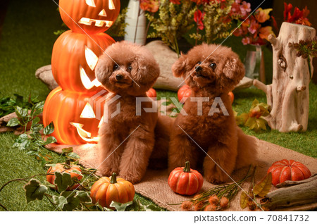 Toy Poodle recommended on Halloween background Toy Poodle recommended on Halloween background 70841732