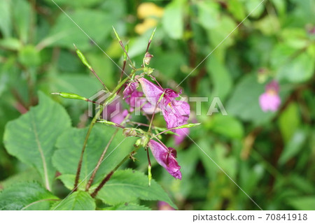 Flowers, buds and fruits of Impatiens textori (fishing boat grass) Flowers, buds and fruits of Impatiens textori (fishing boat grass) 70841918