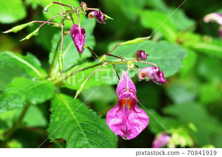 Flowers, buds and fruits of Impatiens textori (fishing boat grass) 70841919