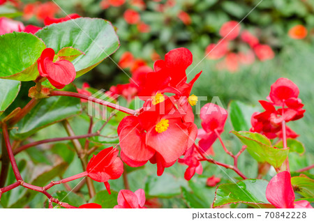 close up of blooming begonia cucullata or wax begonia 70842228