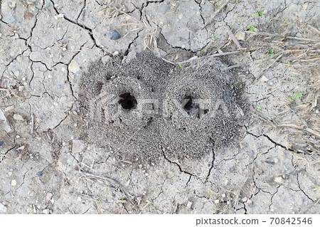 Huge anthill. Two holes in the ground, the entrance to the anthill. Wildlife natural background Huge anthill. Two holes in the ground, the entrance to the anthill. Wildlife natural background 70842546