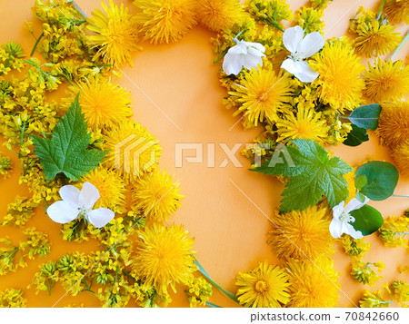 Free space for beauty or cosmetic product. Floral frame of yellow dandelions and wild flowers on an orange background. Free space for beauty or cosmetic product. Floral frame of yellow dandelions and wild flowers on an orange background. 70842660