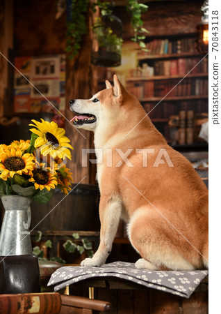 Shiba Inu recommended with a retro background Shiba Inu recommended with a retro background 70843118
