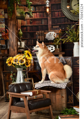 Shiba Inu recommended with a retro background Shiba Inu recommended with a retro background 70843124