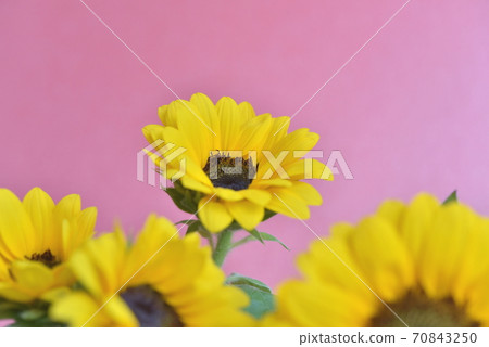 向日葵 向日葵 70843250