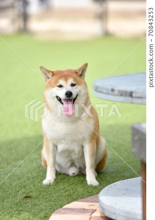 狗跑推薦的柴犬 70843253