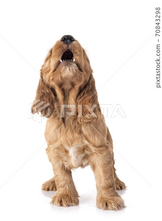 puppy cocker spaniel 70843298