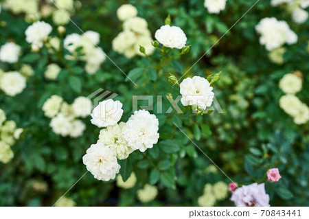 Rose green ice 70843441