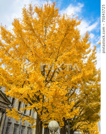Ginkgo Ginkgo Autumn 70843725