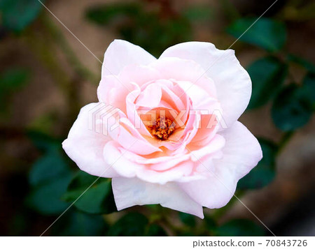 Rose Royal Highness 70843726