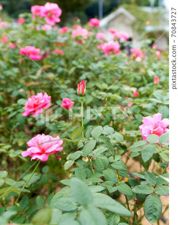 Rose Charlotte Armstrong 70843727