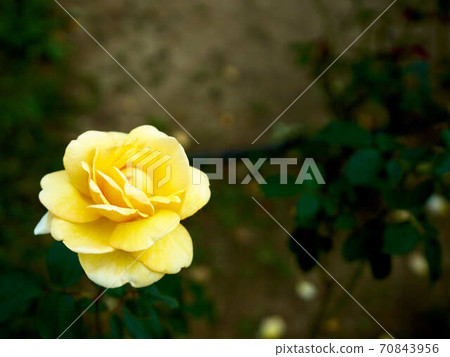 Rose Rastige Rose Rastige 70843956