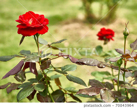 Rose toast Rose toast 70843964