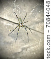 Spider web 70844048