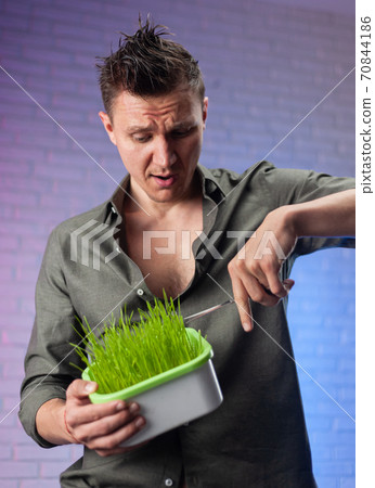 a man holds a seed germinator with growing green wheat and scissors 70844186