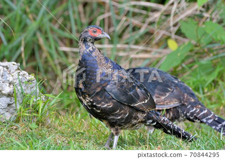 帝雉(Syrmaticus mikado),臺灣瀕危野生鳥類. 70844295