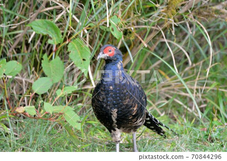 帝雉(Syrmaticus mikado),臺灣瀕危野生鳥類. 70844296