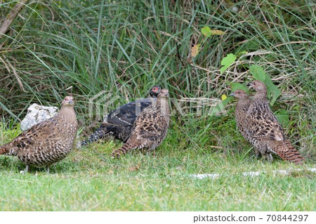 帝雉(Syrmaticus mikado),臺灣瀕危野生鳥類. 70844297