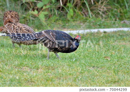 帝雉(Syrmaticus mikado),臺灣瀕危野生鳥類. 70844299