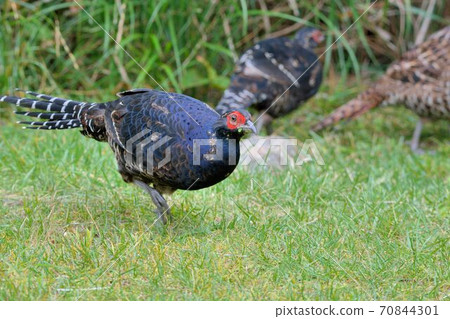 帝雉(Syrmaticus mikado),臺灣瀕危野生鳥類. 70844301