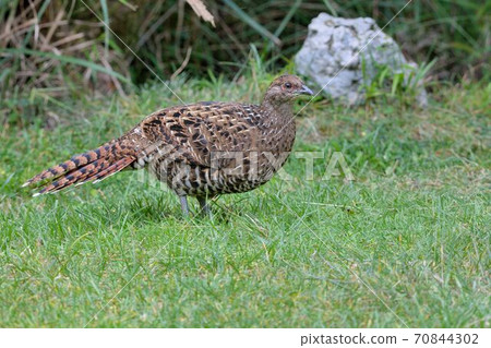 帝雉(Syrmaticus mikado),臺灣瀕危野生鳥類. 70844302