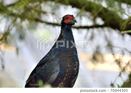 帝雉(Syrmaticus mikado),臺灣瀕危野生鳥類. 70844305