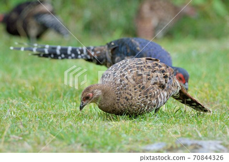 帝雉(Syrmaticus mikado),臺灣瀕危野生鳥類. 70844326